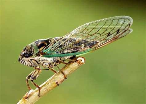 cicadas meaning